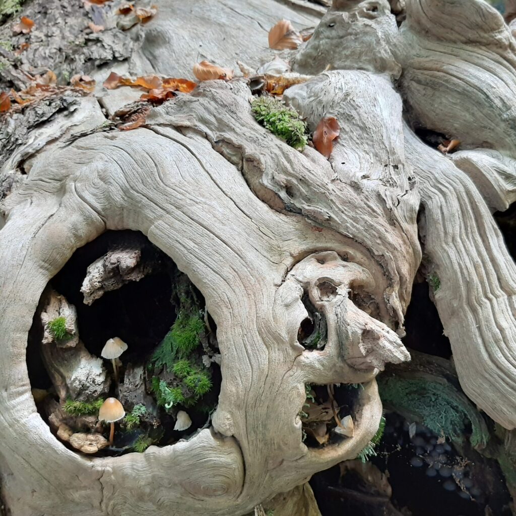 Una nuova escursione davvero suggestiva nella 𝗩𝗮𝗹𝗹𝗲 𝗱𝗲𝗹 𝗦𝗮𝗻𝘁𝗲𝗿𝗻𝗼, nei pressi del fiume Rio Canaglia: un posto davvero magico, una chicca tutta da scoprire!