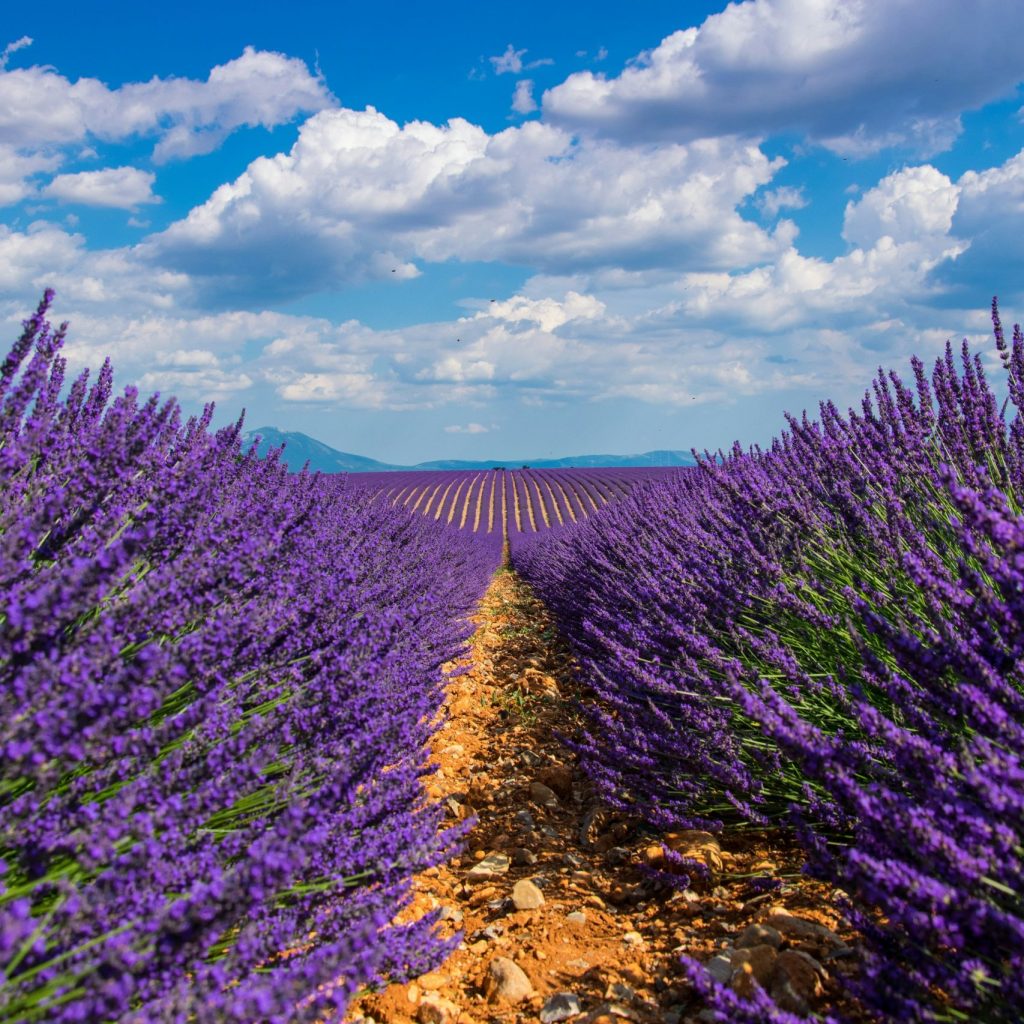 LAVANDA